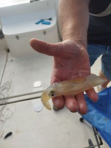 Lesser Spotted Dogfish (Small Spotted Catshark)