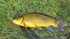 Tench