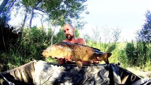Common Carp