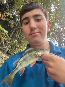 European Perch