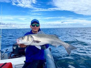 European Bass (Seabass)