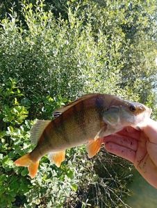 European Perch