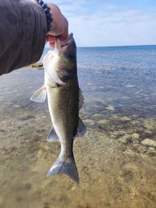 European Bass (Seabass)
