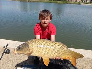 Common Carp