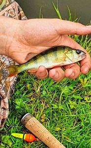 European Perch