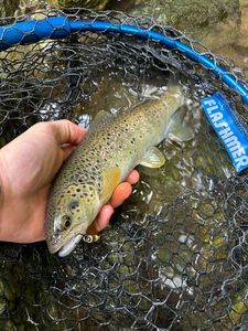 Brown Trout