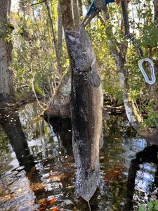 Bowfin