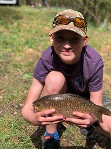 Crucian Carp