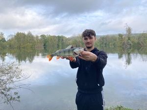 European Perch