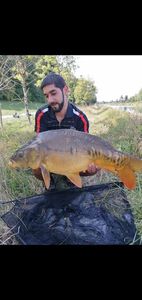 Mirror Carp