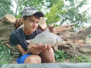 Common Carp