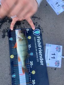 European Perch