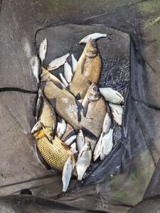 White bream