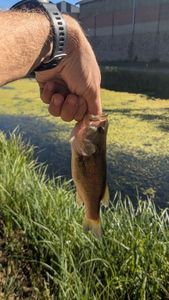Largemouth Bass