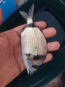 White Seabream