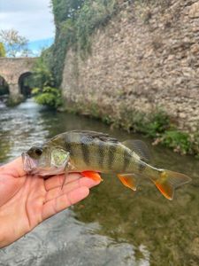 European Perch caught by Henri JOURNÉ