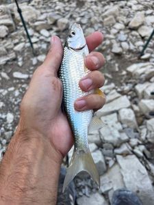 Roach