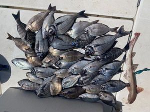 Black Seabream