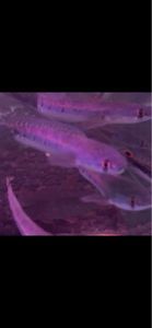Snakehead