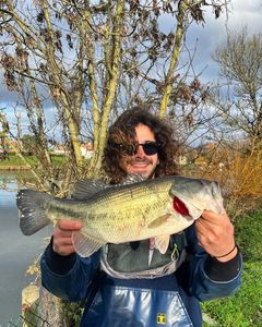 Largemouth Bass