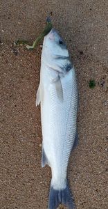 European Bass (Seabass)