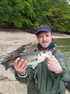 European Bass (Seabass)