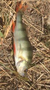 European Perch
