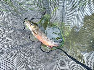 Tiger Trout