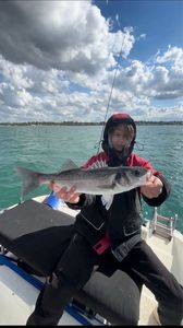 European Bass (Seabass)