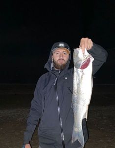 European Bass (Seabass)