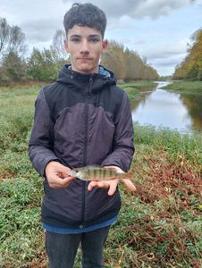 European Perch