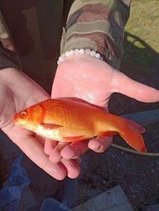 African Red Snapper