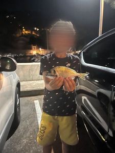 Gilthead Seabream