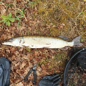 Northern Pike