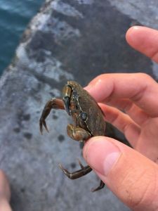 Common Shore Crab (Green Crab)