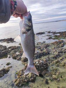 European Bass (Seabass)