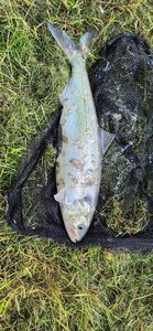 American Shad