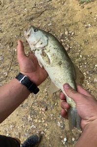Largemouth Bass