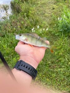 European Perch