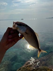 Greater Amberjack