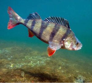 European Perch