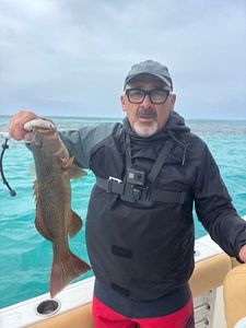 Bluespotted seabass