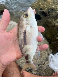 Annular Seabream