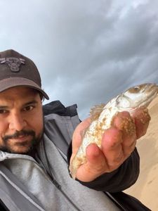 European Bass (Seabass)