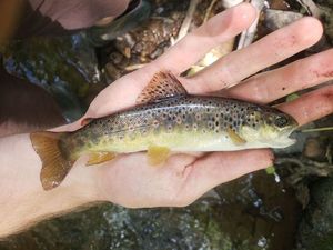Brown Trout