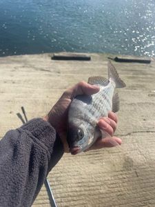 Black Seabream