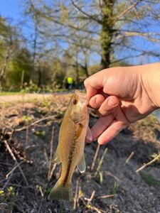 Smallmouth Bass