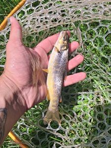 Brown Trout