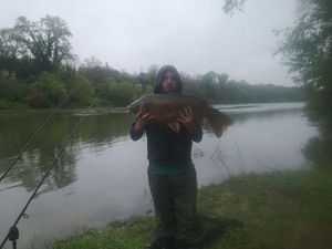 Common Carp