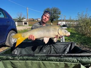 Common Carp